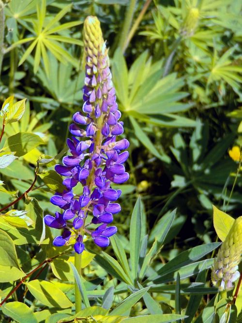 Lupinas, Violetinė, Vasara, Gėlė, Pavasaris, Gamta, Žydėti, Wildflower