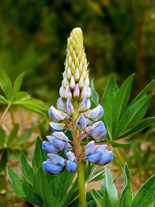 Lupinas, Wildflower, Vasara, Mėlynas, Žiedas, Pavasaris, Gėlių