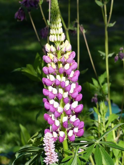 Lupinas, Gėlė, Spalvos, Vasara, Sodas, Lapai