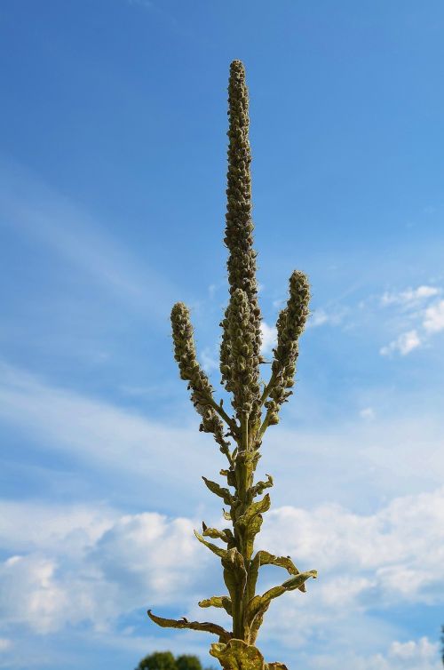 Lupinas, Gėlė, Gražus, Žiedas, Violetinė, Dangus, Mėlynas, Mėlynas Dangus, Debesys