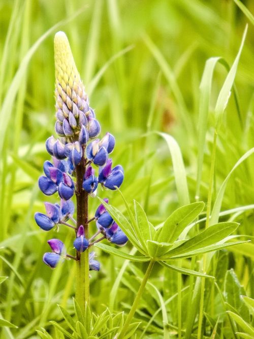 Lupinas, Augalas, Gėlė, Žiedas, Žydėti, Gamta