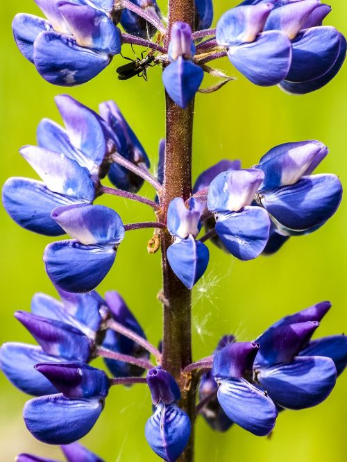 Lupinas, Gėlė, Žiedas, Žydėti, Augalas, Gamta