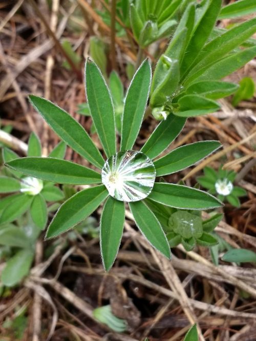 Lupinas, Vanduo, Lašelis, Lapai, Augalas, Lašas, Lietus