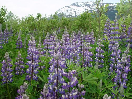 Lupinas, Alaska, Mėlynas, Kalnas, Wildflower, Gėlė, Violetinė, Gamta, Augalas, Žydi, Botanikos, Šviežumas, Gyvas, Kraštovaizdis, Pieva