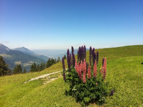 Lupinas, Kalnų Gėlė, Alpės, Haute-Savoie