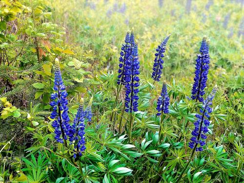 Lupinai, Laukas, Vasara, Pavasaris, Wildflower, Pieva, Natūralus, Mėlynas