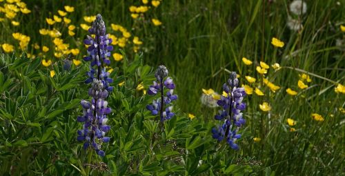 Lupinai, Augalas, Gėlės, Violetinė, Violetinė, Vasara