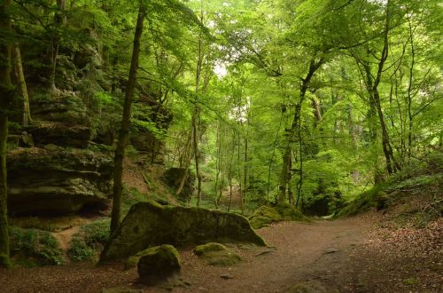 Liuksemburgas, Echternach, Miškas, Rokas, Žalias, Gamta, Kraštovaizdis