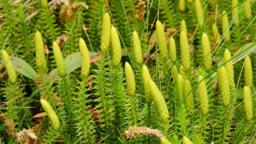 Lycopodium Annotinum, Lycopodium, Clubmoss, Klasteris, Švedija, Sånfjället