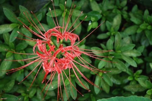 Lycoris Squamigera, Gėlės, Wildflower, Raudona