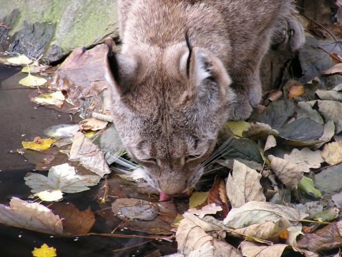 Lūšis, Lynx Lynx, Katė, Didelė Katė, Gerti, Vanduo