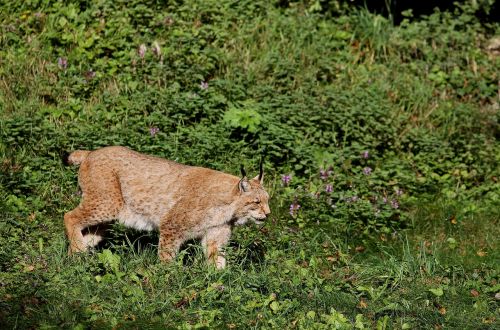 Lūšis, Katė, Wildcat, Plėšrūnas, Eurasischer Lynx, Gamta, Laukiniai Gyvūnai, Mėsėdžiai, Laukinės Gamtos Fotografija