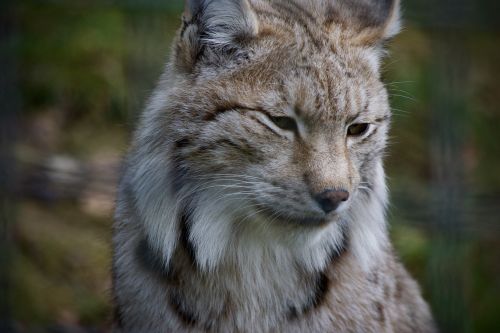 Lūšis,  Wildcat,  Katė,  Žinduolis,  Gyvūnų Pasaulis,  Gamta,  Gyvūnas,  Laukinio Gyvenimo Parkas,  Ardennes,  Be Honoraro Mokesčio