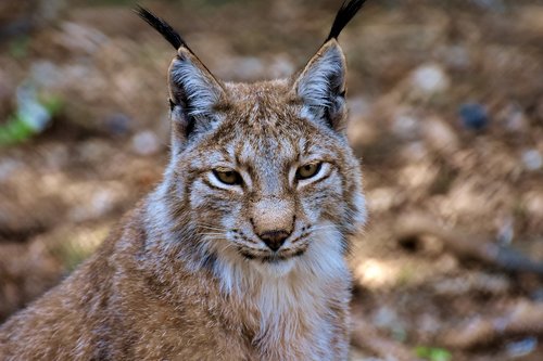 Lynx,  Didelė Katė,  Laukinis Gyvūnas,  Wildcat,  Mėsėdžiai,  Gyvūnijos Pasaulyje,  Predator,  Katė,  Pobūdį,  Hunter,  Eurasischer Lūšis,  Žinduoliai,  Gyvūnų Portretas,  Wildpark Poing