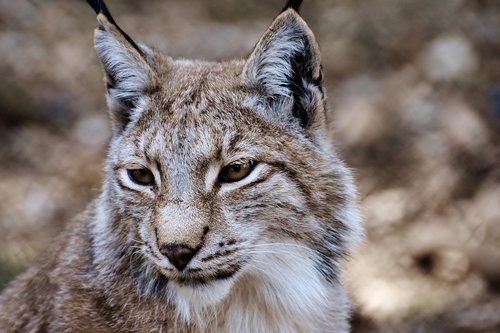 Lynx,  Laukinis Gyvūnas,  Wildcat,  Mėsėdžiai,  Gyvūnijos Pasaulyje,  Predator,  Didelė Katė,  Katė,  Pobūdį,  Hunter,  Eurasischer Lūšis,  Žinduoliai,  Gyvūnų Portretas,  Wildpark Poing