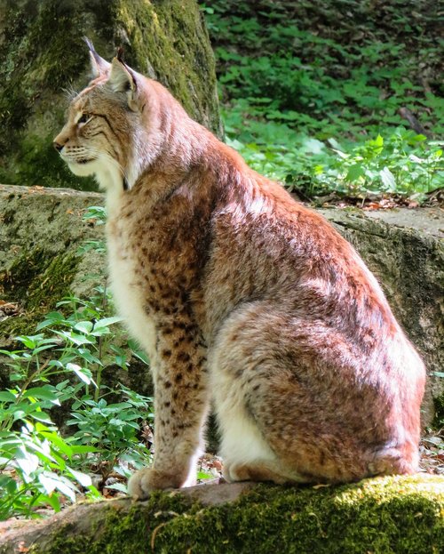 Lynx,  Gyvūnas,  Katė,  Žinduolis,  Gyvūnijos Pasaulyje,  Predator,  Laukinė Katė