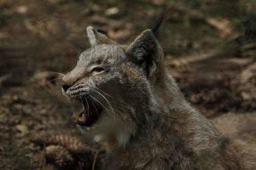 Lynx,  Laukinio Gyvenimo Parkas,  Valgyti,  Wildcat,  Predator,  Laukinis Gyvūnas,  Wildpark Poing,  Katė,  Pobūdį,  Gyvūnijos Pasaulyje,  Pavojinga,  Mėsėdžiai,  Gyvūnų Portretas,  Gyvūnas,  Didelė Katė,  Zoo,  Poilsis