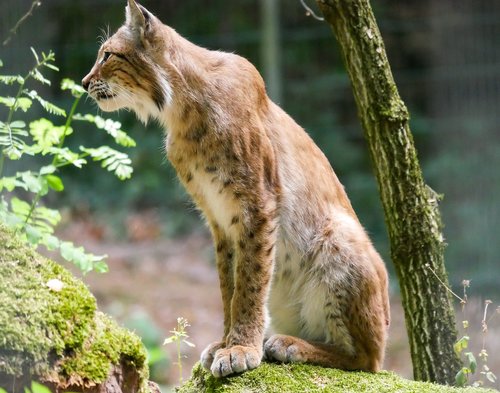 Lynx,  Gyvūnas,  Katė,  Žinduolis,  Gyvūnijos Pasaulyje,  Predator,  Wildcat,  Miškas,  Tiergarten Nürnberg