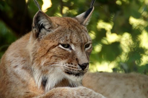Lūšis, Gyvūnas, Katė, Wildcat, Lynx Lynx, Eurasischer Lynx, Felidae, Žinduoliai, Dėmesio, Plėšrūnas, Laukiniai