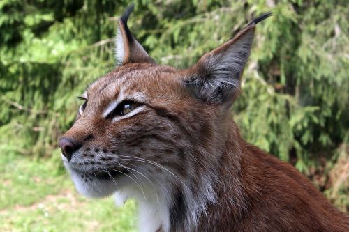 Lūšis, Eurasischer Lynx, Šiaurinė Lūšis, Lynx Lynx, Plėšrūnas, Katė, Gyvūnas, Laukiniai, Pavojingas, Gresia Pavojus
