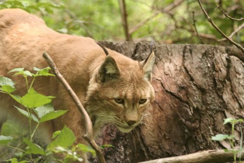 Lūšis, Lynx Lynx, Katė, Wildcat, Gyvūnai, Žinduoliai, Dėmesio, Halbwüchsig, Eurasischer Lynx, Felidae