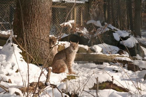 Lūšis, Lynx Lynx, Eurasischer Lynx, Katė, Wildcat, Gyvūnai, Žinduoliai, Dėmesio, Halbwüchsig, Felidae