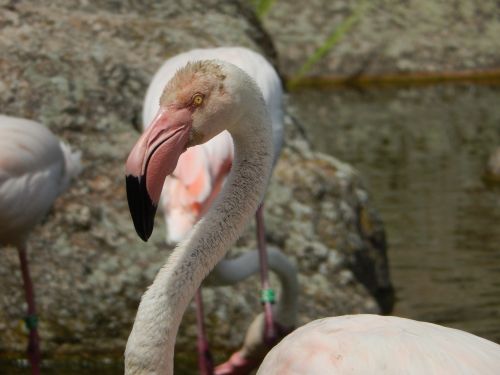 Flamingo, Lyon, France, Parkas, Parc De La Tet Dor, Zoologijos Sodas, Rožinis