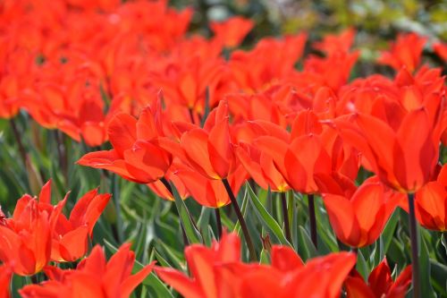 M, Parkas, Raudona, Tulpės Tulpės