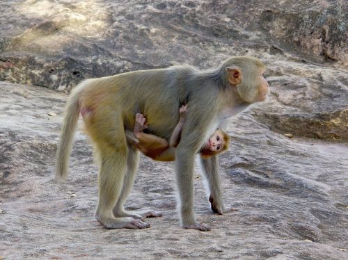 Macaco, Primatas, Burma, Motina, Veisimas, Bebe, Gyvūnas, Mono