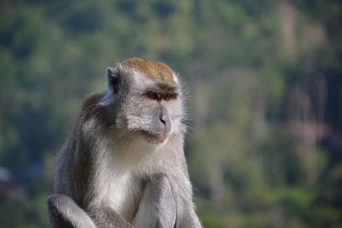 Makakas, Beždžionė, Gyvūnas, Žinduolis, Gamta, Kalnai, Zoologijos Sodas, Indonezija