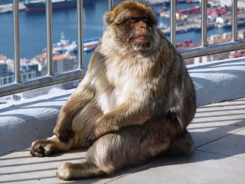 Makakas, Makahanas, Beždžionė, Aphane, Gibraltaro Uola, Gibraltarapa, Gibraltaras