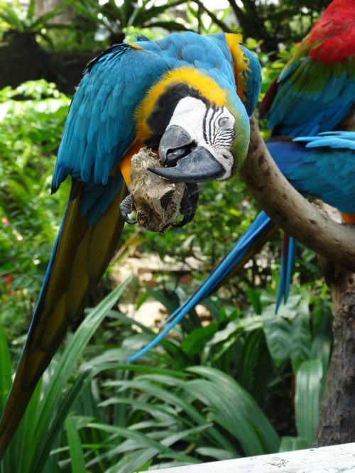 Macaw, Mėlynas, Paukštis