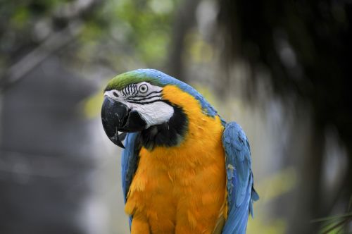 Macaw,  Macaws,  Paukštis,  Paukščiai,  Laukinė Gamta,  Atogrąžų,  Tropikai,  Mėlynas,  Turkis,  Geltona,  Plunksnos,  Papūga,  Papūgos,  Macaw