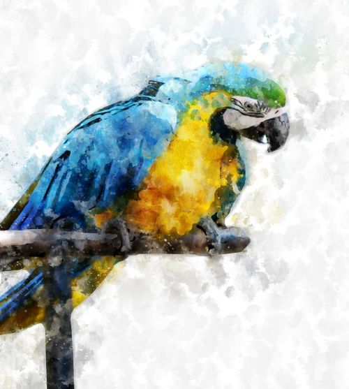 Macaw, Paukštis, Gyvūnas, Papūga, Spalvinga, Šviesus, Fauna, Akvarelė