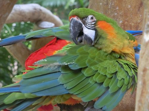 Macaw, Papūga, Singapūro Paukščių Parkas, Atogrąžų, Spalvinga