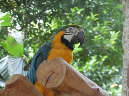 Macaw, Papūga, Singapūras-Paukščių Parkas, Atogrąžų, Egzotiškas