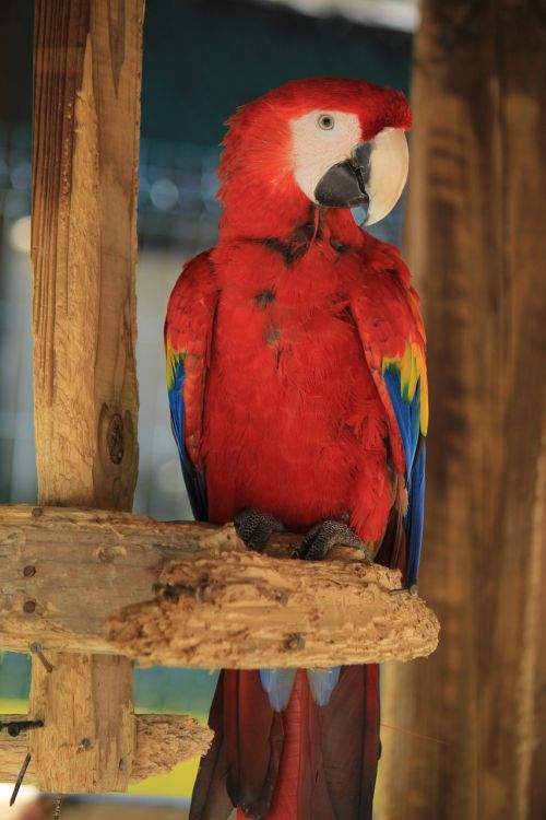 Macaw, Ave, Paukštis, Papūga, Gyvūnas, Atogrąžų Paukštis, Egzotinė Paukštis, Gyvūnai, Gamta, Zoologijos Sodas, Žalias, Džiunglės, Spalva, Plumėjimas, Rašiklis, Raudona Macaw, Amazon, Piko, Įdomu, Kraštovaizdis, Spalvos, Raudona Priekinė Dalis, Mėlynas, Geltona