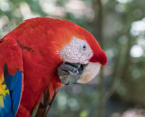 Macaw,  Papūga,  Valgymas,  Paukštis,  Plunksna,  Laukinė Gamta,  Be Honoraro Mokesčio