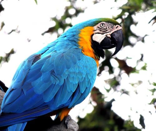 Macaw, Papūga, Paukštis, Naminis Gyvūnėlis, Laukinė Gamta, Atogrąžų, Spalvinga, Fauna, Paukštis, Mėlynas, Egzotiškas