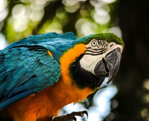 Macaw, Mėlynas Auksas Macaw, Paukštis, Atogrąžų Paukštis, Papūga, Naminis Gyvūnėlis