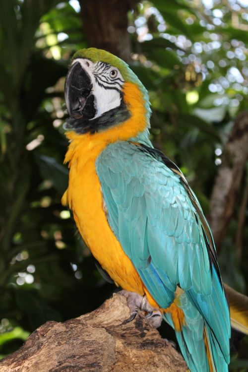 Macaw, Atogrąžų Paukštis, Papūga, Spalvinga, Laukinė Gamta, Egzotiškas, Paukštis