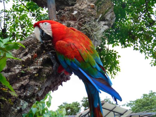 Macaw,  Džiunglės,  Amazon,  Papūga,  Ave
