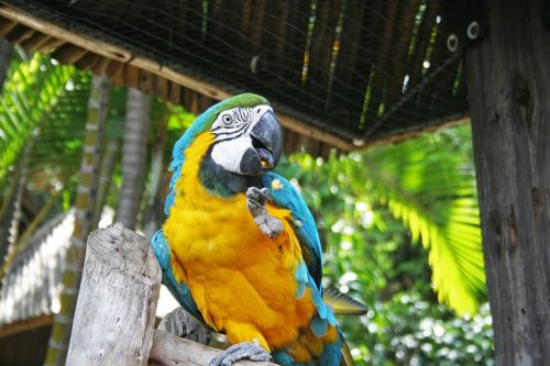 Paprastasis Paprikas, Papūga, Paukštis, Macaw, Mėlynas, Geltona, Egzotiškas, Spalvinga