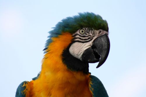 Paprastasis Paprikas, Mėlynas Macawas, Papūgos Galva, Egzotinė Paukštis