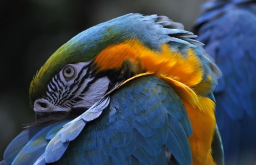 Macaw,  Paukštis,  Paukščiai,  Egzotiškas,  Mėlynas,  Žalias,  Miega,  Miegoti,  Akis,  Akys,  Plunksnos,  Macaw Miegoti