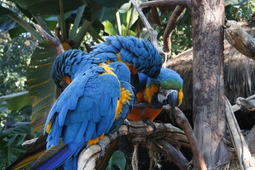 Macaws, Mėlynas, Trikampis, Amorous
