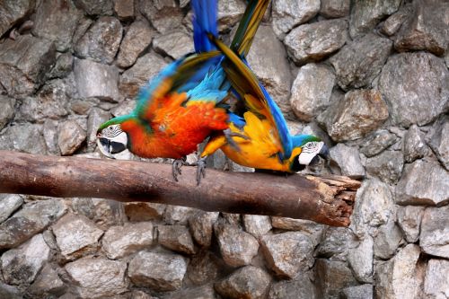 Macaws Natūralioje Fone, Paukščiai, Spalvinga, Arara Canindé