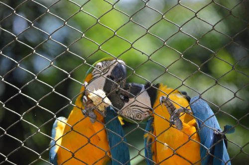 Macaws Bučiavosi, Paukštis, Atogrąžų Paukščiai, Gyvūnas, Arara, Salvadoras, Bahia
