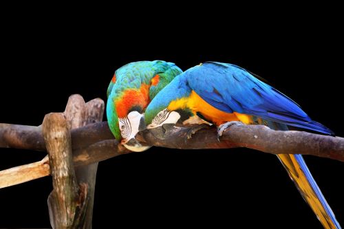 Macaws Juodame Fone, Paukštis, Spalvinga, Arara Canindé, Žiūri, Filiale, Laukiniai