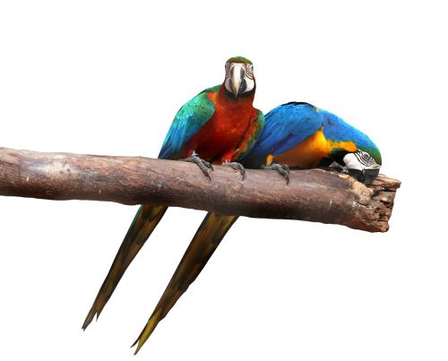 Macaws Baltame Fone, Paukščiai, Spalvinga, Nipping, Canindé